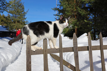 Domestic cat on the wooden fence, idyllic winter season with snow and a house in the forest, close-up shot