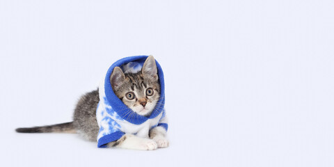 Lovely tiny kitten looking away. Beautiful web banner with copy space. Kitten wearing white blue hooded sweater against a light background. Pet care concept. World pet day. Studio portrait of  kitten