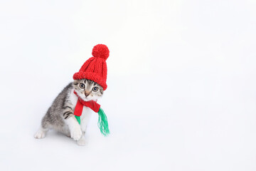 Kitten in Santa Claus xmas red cap. Kitten with knitted red scarf and red hat. Happy New Year 2024. Greeting card. Copy space. Santa's helper. Christmas Cat card. Santa Cat