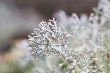Reindeer moss, Cladonia arbuscula, also known as shrubby cup lichen or green reindeer lichen