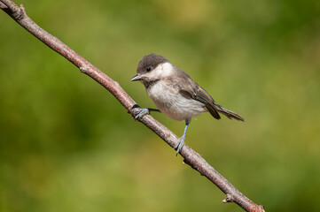 Sombre Tit (Poecile lugubris) on the tree branch. Blurred and natural background. Small, cute, songbird.