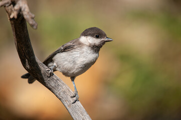 Sombre Tit (Poecile lugubris) on the tree branch. Blurred and natural background. Small, cute, songbird.