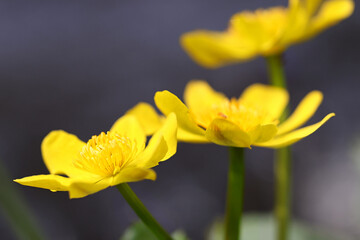 Marsh-marigold, Caltha palustris, also known as kingcup, wild plant from Finland