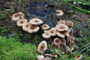 Dark honey fungus, Armillaria ostoyae, also called Armillaria solidipes, wild mushroom from Finland