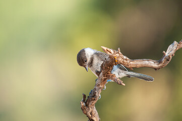 Sombre Tit (Poecile lugubris) on the tree branch. Blurred and natural background. Small, cute, songbird.