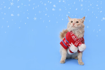Fototapeta na wymiar Christmas Cat looking shocked or surprised. Red cat wearing red sweater and scarf looks up. Copy space. Winter. Merry Christmas. Xmas Greeting card. Happy New Year. Snowflake. Snow. 