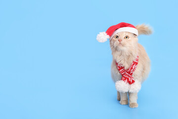 Cat Santa Claus. Close-up portrait of a cute red cat wearing Santa Claus xmas red cap on a blue background. Santa's helper. Merry Christmas. Greeting card Happy New Year. Ginger Cat looks up