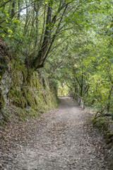 Fototapeta na wymiar path in forest at Vie Cave trail, Pitigliano, Italy