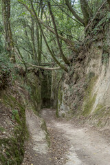 path going under forest at Vie Cave trail, Pitigliano, Italy