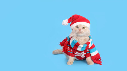 Cat wearing red Santa Claus hat, scarf and winter clothes. Christmas cat card. Santa's helper. Beautiful Cat with Santa hat on blue background. Happy New Year 2024. Celebration. Holiday concept. 