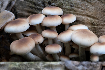 Black poplar mushrooms; Cyclocybe cylindracea on the tree stump