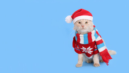 Cat wearing red Santa Claus hat, scarf and winter clothes. Christmas cat card. Santa's helper. Beautiful Cat with Santa hat on blue background. Happy New Year 2024. Celebration. Holiday concept. 