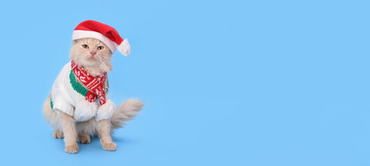 Cat wearing red Santa Claus cap. Christmas cat card. Santa's helper. Ginger Cat with Santa hat on blue background. Happy New Year 2024. Celebration. Holiday concept. Web banner with copy space.  
