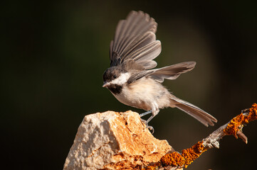 Sombre Tit (Poecile lugubris) on the rock. Blurred and natural background. Small, cute, songbird....