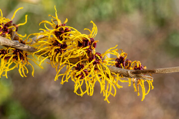 Hamamelis mollis (witch hazel) a winter spring flowering tree shrub plant which has a highly...