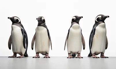 Fotobehang group of penguins © Ferooo
