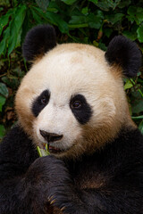 Fototapeta premium Giant panda bear