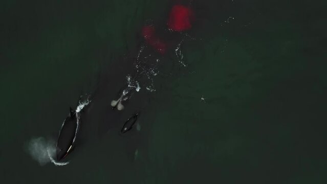 Underwater hunting of killer whales. Killer whales have torn apart their prey and swim away. A pod of killer whales hunts underwater. Shooting from a quadcopter.