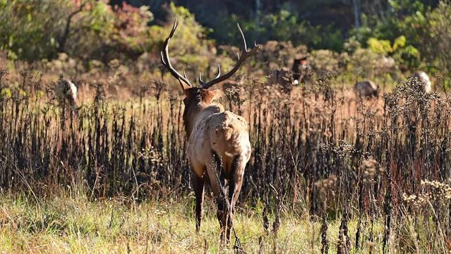 Bull Elk keeping watch over his harem in the autumn, Great Smokey Mountains National Park, North Carolina, US.