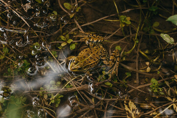 Brown frog sitting in a puddle of water in a forest. - Powered by Adobe