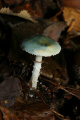 Stropharia aeruginosa, or verdigris agaric, toxic hallucinogen mushroom which contains psilobin and psilocybin