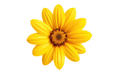 Cheerful Petals Bright Yellow Daisies on a White or Clear Surface PNG Transparent Background