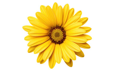 Obraz premium Daisy Delight Radiant Yellow Blossoms on a White or Clear Surface PNG Transparent Background