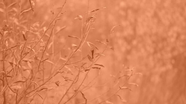 Dry Sedge. Floral Natural Background Peach Fuzz Colored. Burdock, Agrimony, Bur. Abstract Backdrop. Beige Pampas Grass. Selective focus. Trend Neutral Earth Tones 4K. Toned by Color of the Year 2024