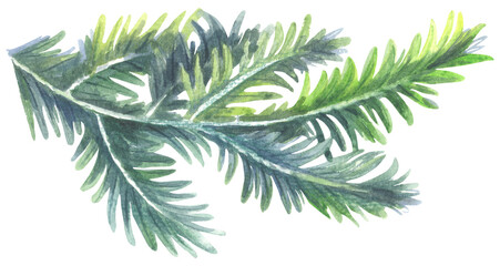Coast redwood. Watercolor hand drawing painted illustration.