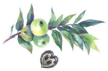 Eastern black walnut Juglans nigra. Watercolor hand drawing painted illustration. 