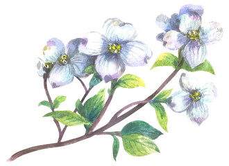 Flowering dogwood. Watercolor hand drawing painted illustration.
