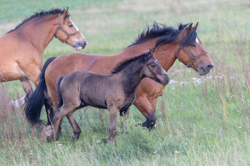 A Chestnut Mare and Her Young Foal Trotting Together Across the Lush Green Pasture