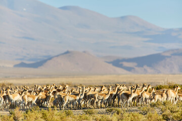 En la puna argentina todos los años se realiza el chaku, que consiste en agrupar a las vicuñas...