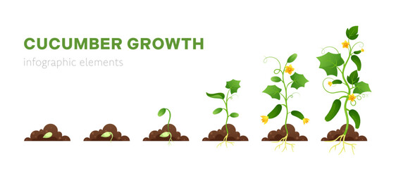Growing plant stages. Vector illustration of planting and cultivation process of cucumber from seeds sprout to ripe vegetable. Life cycle. Farming organic vegetable. Seedling gardening plant