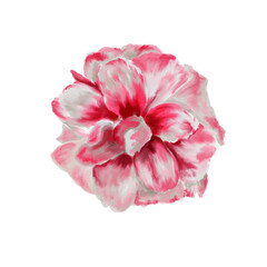 The pink camellia flower in the top view, isolated on a white background, is suitable for use on Valentine's Day cards, love letters or wedding cards