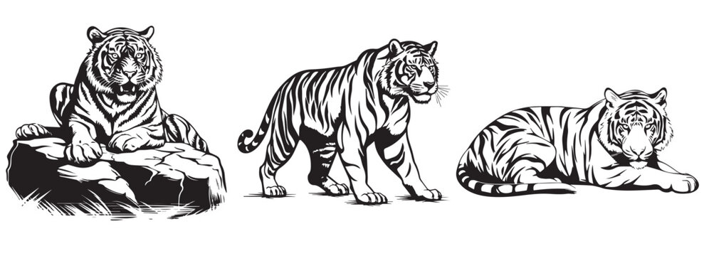 Set of tiger silhouettes in different positions, black and white vector graphics, silhouette laser cutting