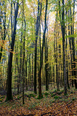 Obraz premium A forest in autumn