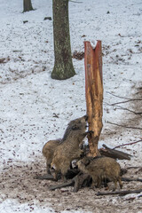 Wildschwein Salzlecke