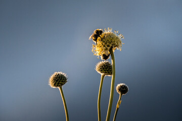 Bees & flowers 11