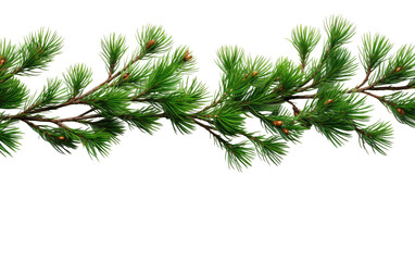 Woodland Boughs Vibrant Pine Branches on a White or Clear Surface PNG Transparent Background