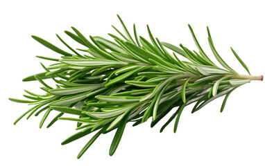 Green Rosemary Leaves Aromatic Herb on a White or Clear Surface PNG Transparent Background