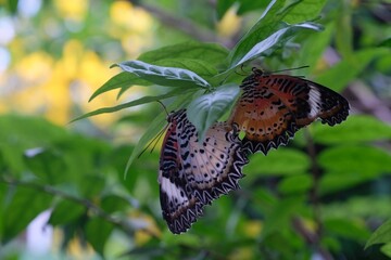 Two beautiful butterflies mating, Beautiful striped butterflies are breeding happily