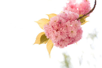 Strahlend rosa Blüten im Frühling - obrazy, fototapety, plakaty