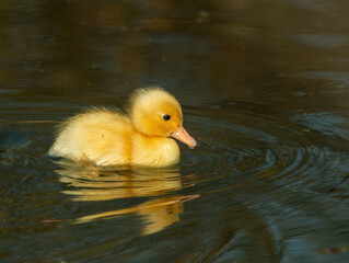 Yellow Duckling Swimming
