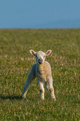 Lamb on the South Downs