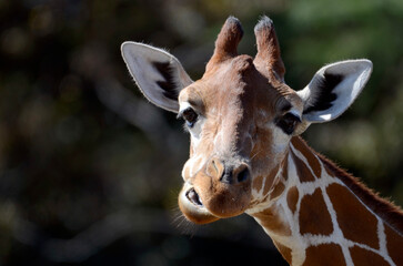 Obraz premium キリン