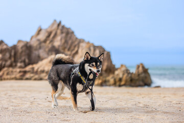 海辺を散歩する柴犬