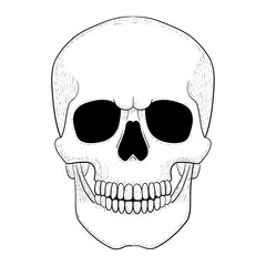 Skull vector illustration. Human head skeleton icon.