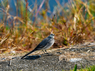 地面を歩くハクセキレイ