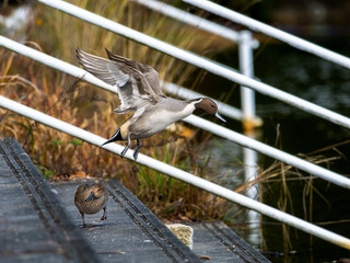 ジャンプして飛ぶオナガガモのオス
